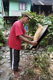 Philippines, province d'Ifugao, région de Banaue, village de Cambulo, un homme Ifugao faisant le vannage du riz