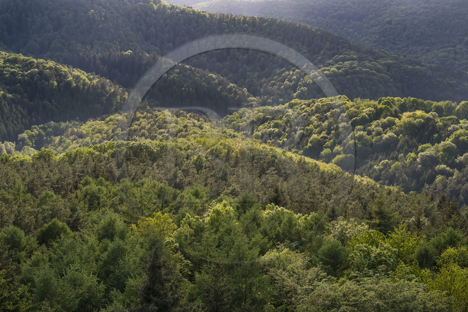 France, Bas-Rhin (67), Parc naturel régional des Vosges du Nord, Lembach, foret domaniale de Steinbach