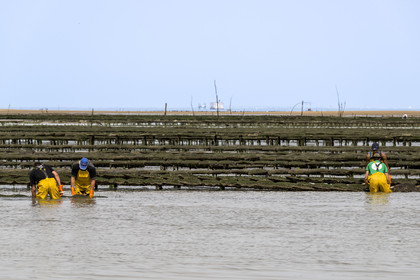 France, Charente-Maritime (17), Ile d'Oléron, Dolus-d’Oléron, entretien des parcs à huitres du bassin de Marennes-Oléron dans le Pertuis d'Antioche à marée basse