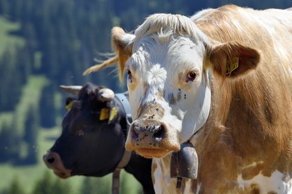 Suisse, canton de Vaud, Villars-sur-Ollon, vaches
