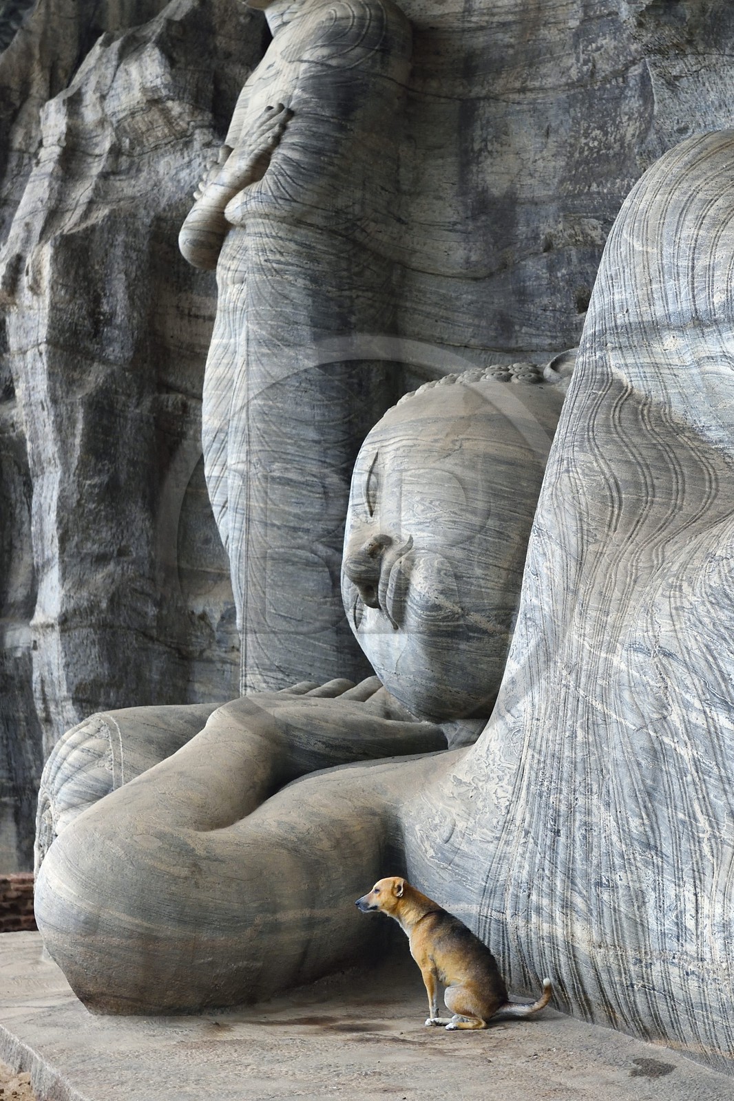 Sri Lanka, province du Centre-Nord, Polonnaruwa, l'ancienne capital du pays (XIe au XIIIe siècle) est classée au Patrimoine Mondial de l'UNESCO, bouddha géant taillé dans la rocher du Gal Vihara, Bouddha couché