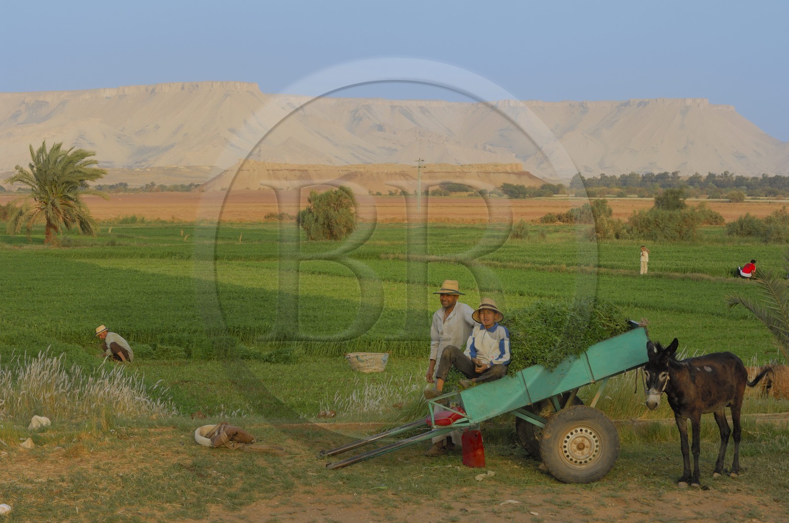 Egypte, désert libyque, oasis de Dakhla, travaux des champs