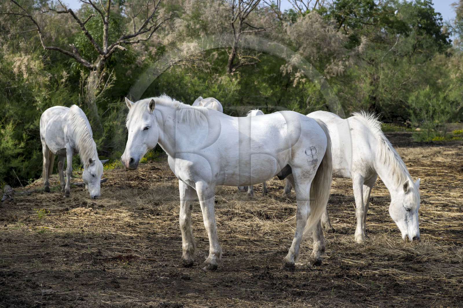 France, Gard (30), Saint-Gilles du Gard, manade Pierre Aubanel & fils, chevaux camarguais