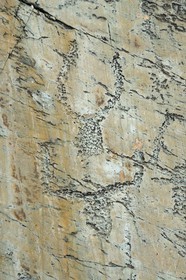 France, Alpes-Maritimes (06), parc national du Mercantour, Vallée des Merveilles parsemée de milliers de gravures rupestres de l'Age de bronze, dalle de schiste appelée la Roche de l’Autel, gravures de figures corniformes