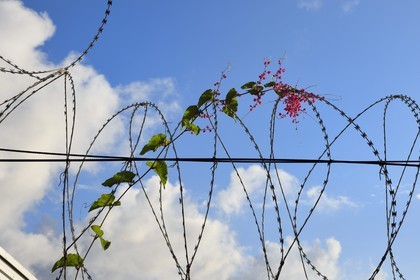 France, Ile de Mayotte, Petite-Terre, Dzaoudzi le centre administratif de Mayotte, la fleur et le barbelé