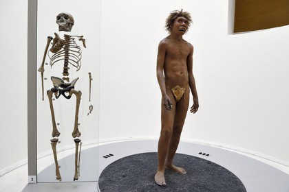 France, Dordogne (24), Périgord Noir, vallée de la Vézère, Les Eyzies-de-Tayac-Sireuil, site classé Patrimoine Mondial de l'UNESCO, Musée National de la Préhistoire, reconstitution et squelette de l’adolescent du Lac Turkana (Nariokotome Boy), ce fossile daté d'environ 1,8 millions d'années est rapporté soit à l’espèce Homo ergaster soit à l’espèce Homo erectus