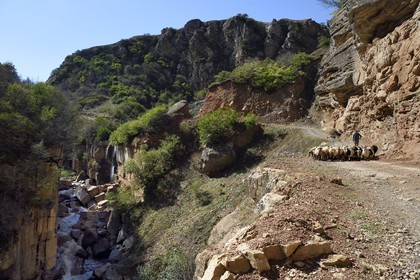 Azerbaïdjan, région de Quba (Guba), chaine de montagne du Grand Caucase, route Xinaliq Yolu vers Khinalug, berger et son troupeau de moutons dans la vallée de Qudialchai