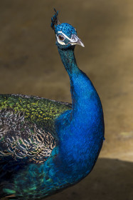 Espagne, Andalousie, Séville, Alcazar de Séville (Reales Alcazares de Sevilla), classé Patrimoine Mondial de l'UNESCO, paon dans les jardins