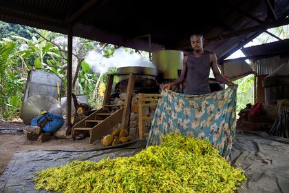 France, Ile de Mayotte, Grande-Terre, Ouangani, Aromaoré, distillation de l'huile essentielle à base de pétales de fleurs d'ylang ylang (Cananga odorata) en alambic artisanal
