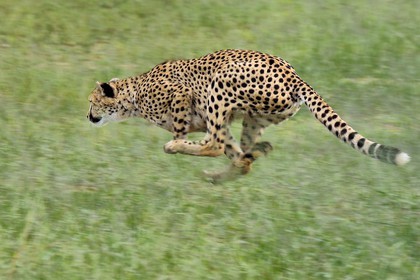 Namibie, Otjiwarongo, Cheetah Conservation Fund, centre de recherche et d'éducation, guépard (Acinonyx jubatus) entrainé à courir pour rester en forme et sain