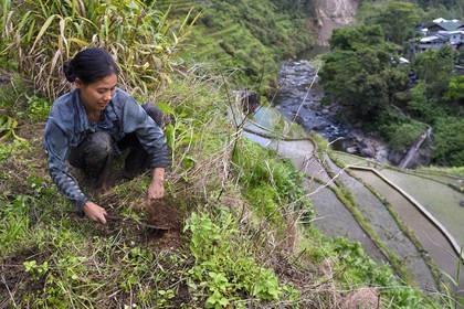 Philippines, province d'Ifugao, les rizières en terrasses de Banaue autour du village de Cambulo, classées Patrimoine Mondial de l'UNESCO, Daria Faith Wingin 32 ans, mariée et mère de deux enfants, débroussaille une parcelle pour replanter