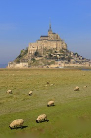 France, Manche (50), Mont-Saint-Michel, classé Patrimoine Mondial de l'UNESCO, moutons de prés salés