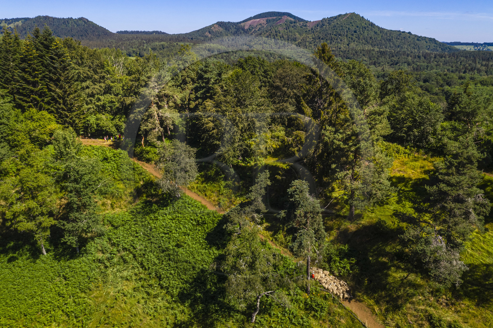 France, Puy-de-Dôme (63), Aydat, Parc naturel régional des Volcans d'Auvergne,  le berger Esteban Gueneuc et son troupeau de brebis sur les pentes du volcan du Puy de Vichatel (vue aérienne)
