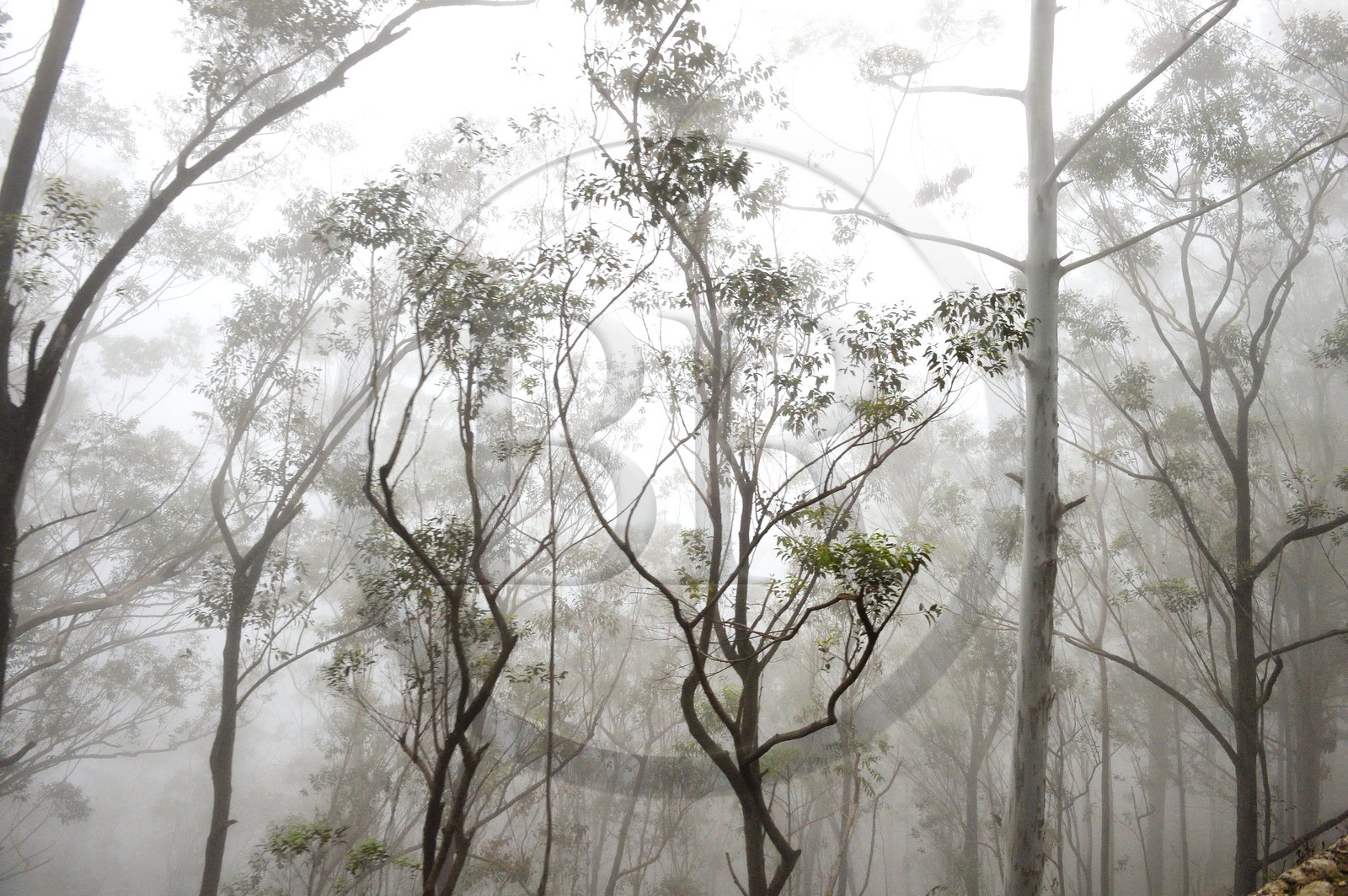 Sri Lanka, Province d'Uva, trajet en train dans la région montagneuse de la culture du thé entre Hatton et Badulla, en bordure de la forêt de nuages du parc national de Horton Plains