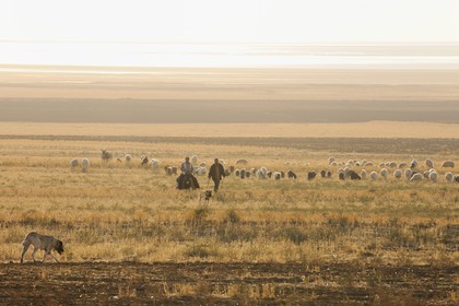 Turquie, Anatolie centrale, région d'Aksaray, bergers et leur troupeau de moutons dans la steppe vers le lac salé Tuz Gölü