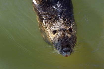 France, Val-de-Marne (94), les bords de Marne, Bry-sur-Marne, Ragondin (Myocastor coypus)