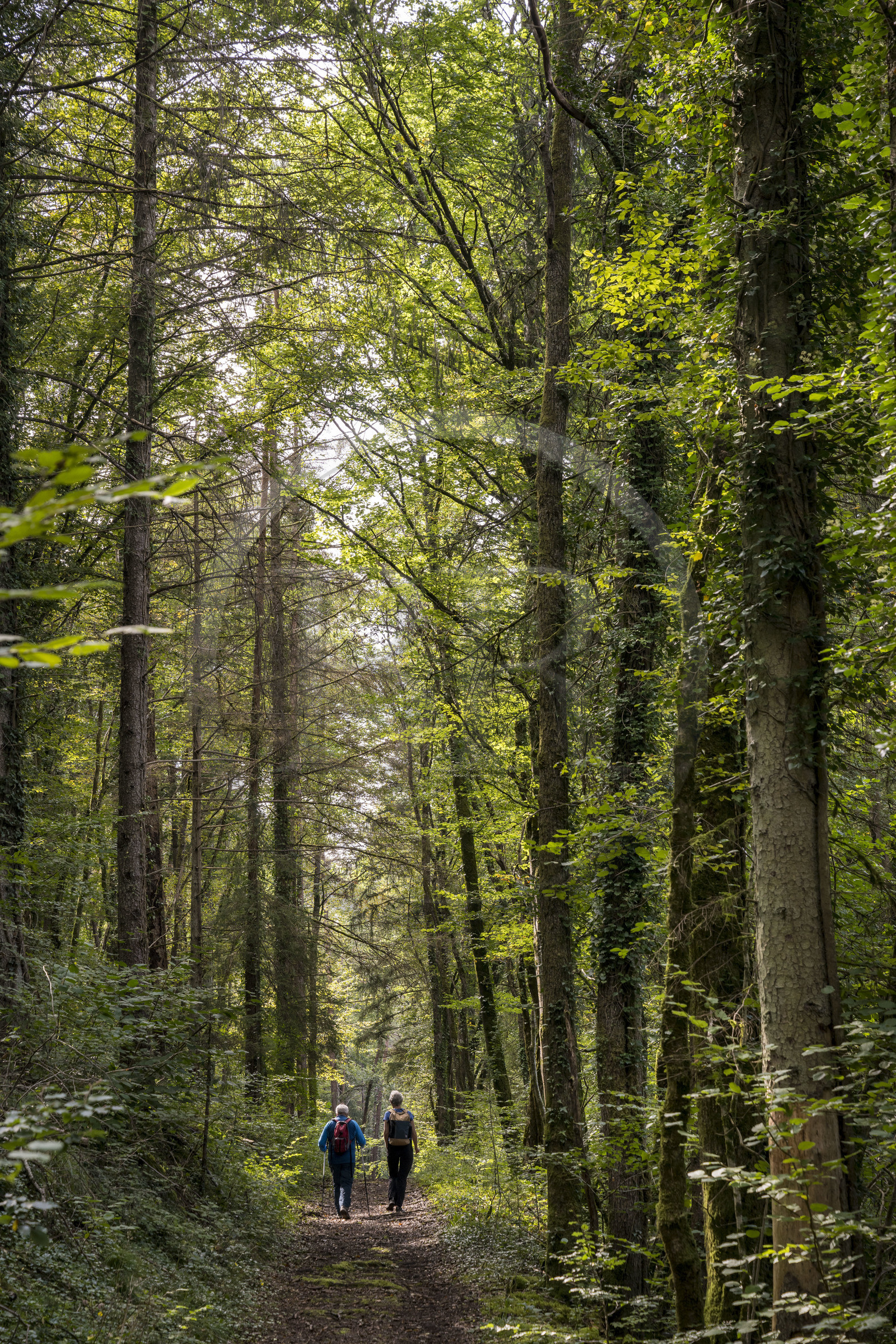 France, Côte-d'Or (21), Touillon, randonnée le long du ru (ruisseau) de Fontenay amenant à l'abbaye de Fontenay