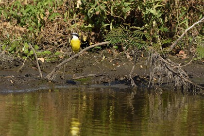 Nicaragua, Ile d'Ometepe réserve mondiale de Biosphère sur le lac Nicaragua, marais le long du Rio Istian, Tyran quiquivi (Pitangus sulphuratus)