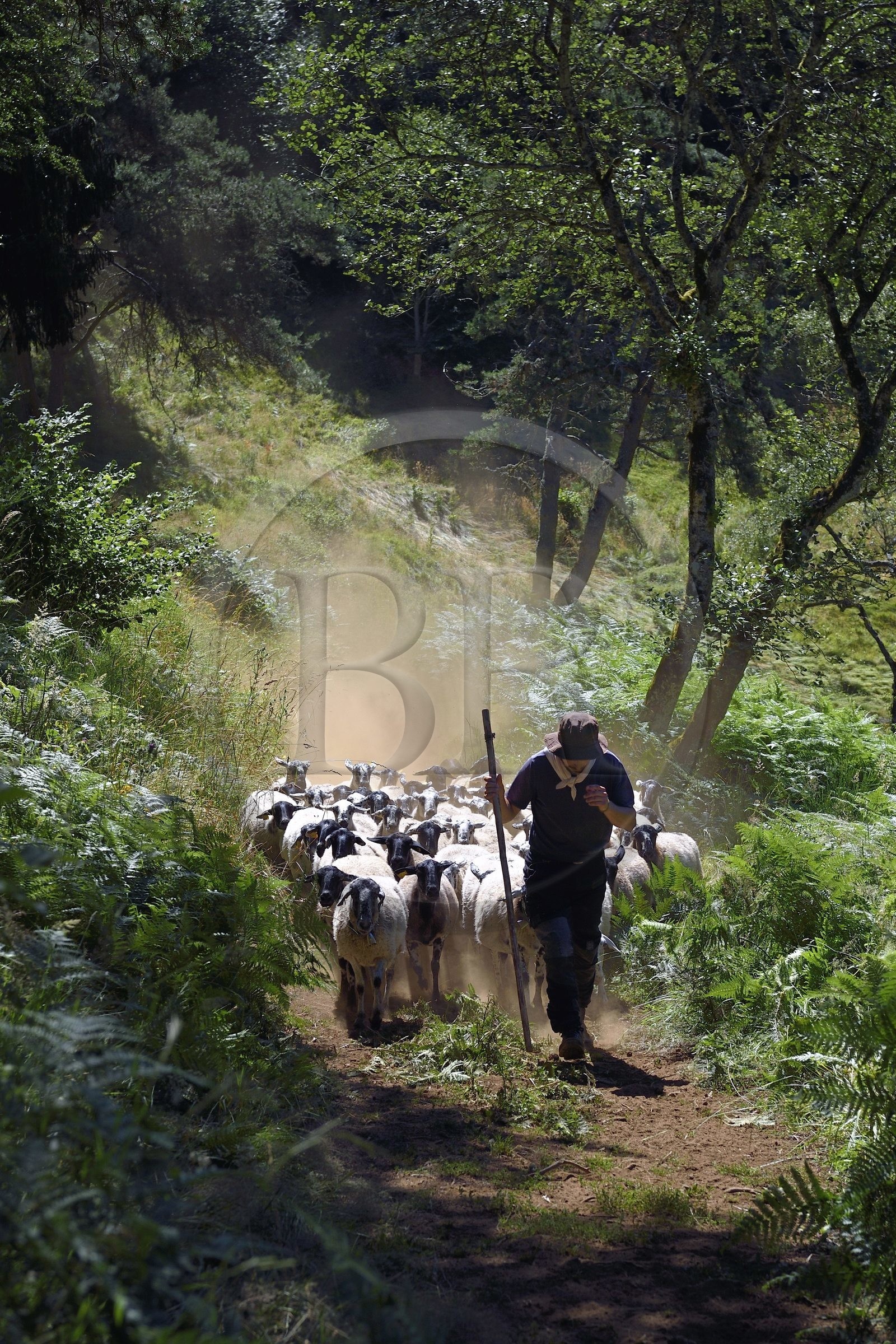France, Puy-de-Dôme (63), Aydat, Parc naturel régional des Volcans d'Auvergne, le berger Esteban Gueneuc et son troupeau de brebis sur les pentes du volcan du Puy de Vichatel, sur le parcours Musette nature sentier de Vichatel