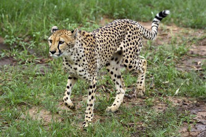 Namibie, Otjiwarongo, Cheetah Conservation Fund, centre de recherche et d'éducation, guépard (Acinonyx jubatus)
