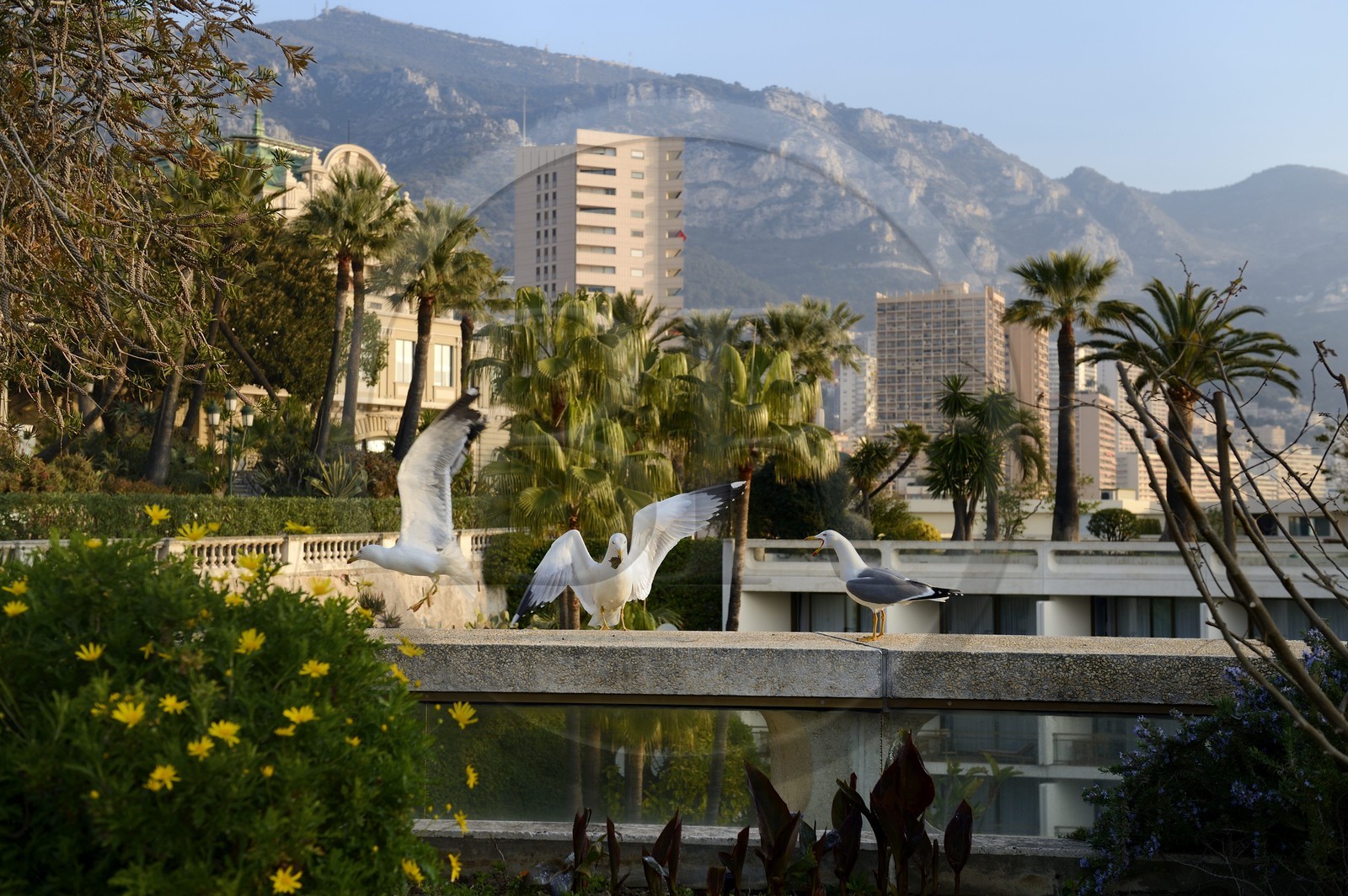 Principauté de Monaco, Monaco, mouettes sur la terrasse du jardin du casino de Monte-Carlo
