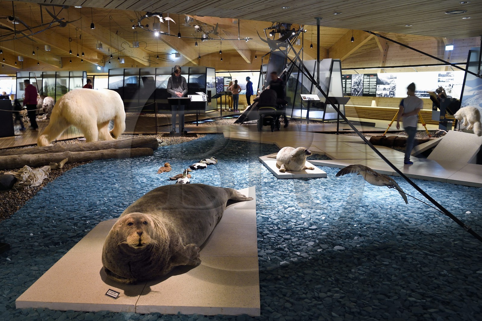 Norvège, Svalbard, Spitzberg, Longyearbyen, Svalbard museum, la mer et la faune marine