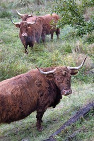 France, Bas-Rhin (67), Parc naturel régional des Vosges du Nord, Niedersteinbach, vaches highlands introduites dans les années 1990 pour débroussailler les friches humides de fonds de vallées