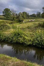 France, Nièvre (58), Parc naturel régional du Morvan, troupeau de vaches le long de la Rigole d'Yonne qui puise les eaux de l'Yonne au lac de Pannecière et alimente le canal du Nivernais