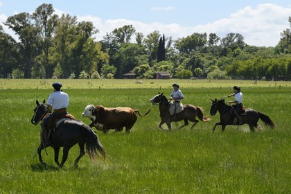 Argentine, province de Buenos Aires, San Antonio de Areco, estancia La Bamba de Areco, gauchos au travail pourchassant un taureau