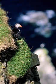 Royaume-Uni, Ecosse, les Shetland, Macareux moine