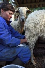 France, Alpes-Maritimes (06), vallée de la Roya (arrière-pays niçois), au pied du parc national du Mercantour, Tende, Casterino dans la vallée de la Casterine, traite à la main des brebis dans les pâtures par la bergère Céline Giordano