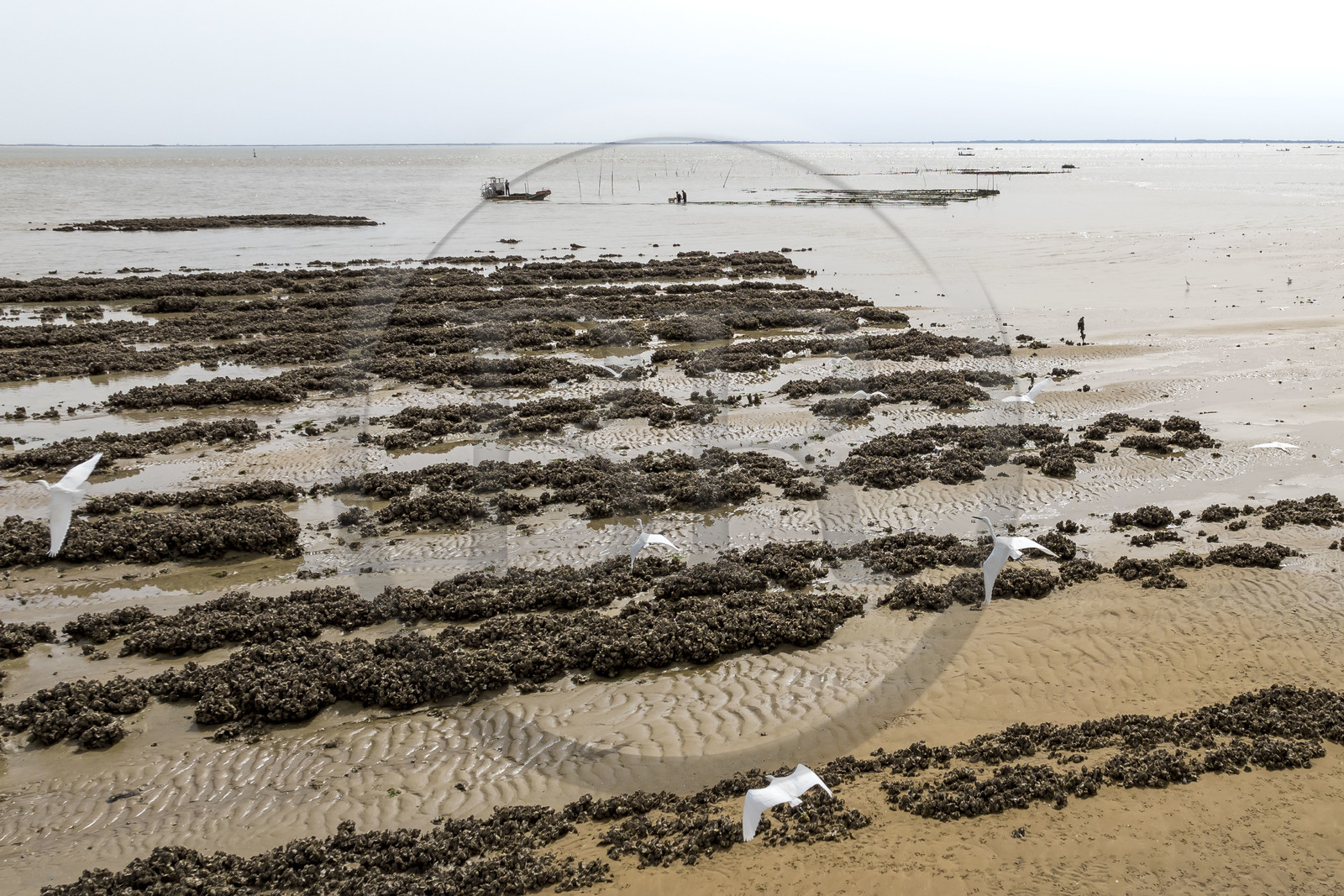 France, Charente-Maritime (17), Ile d'Oléron, Dolus-d’Oléron, les parcs du bassin de Marennes-Oléron dans le Pertuis d'Antioche, Nadia Quillet et son mari Eric récupèrent des poches de crassostrea gigas dans leurs parcs à huîtres à marée descendantevol d'Aigrette-Garzettes (vue aérienne)