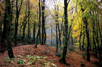 France, Saône-et-Loire (71), Morvan, Mont Beuvray vers Bibracte, la forêt du camp gaulois à l'automne