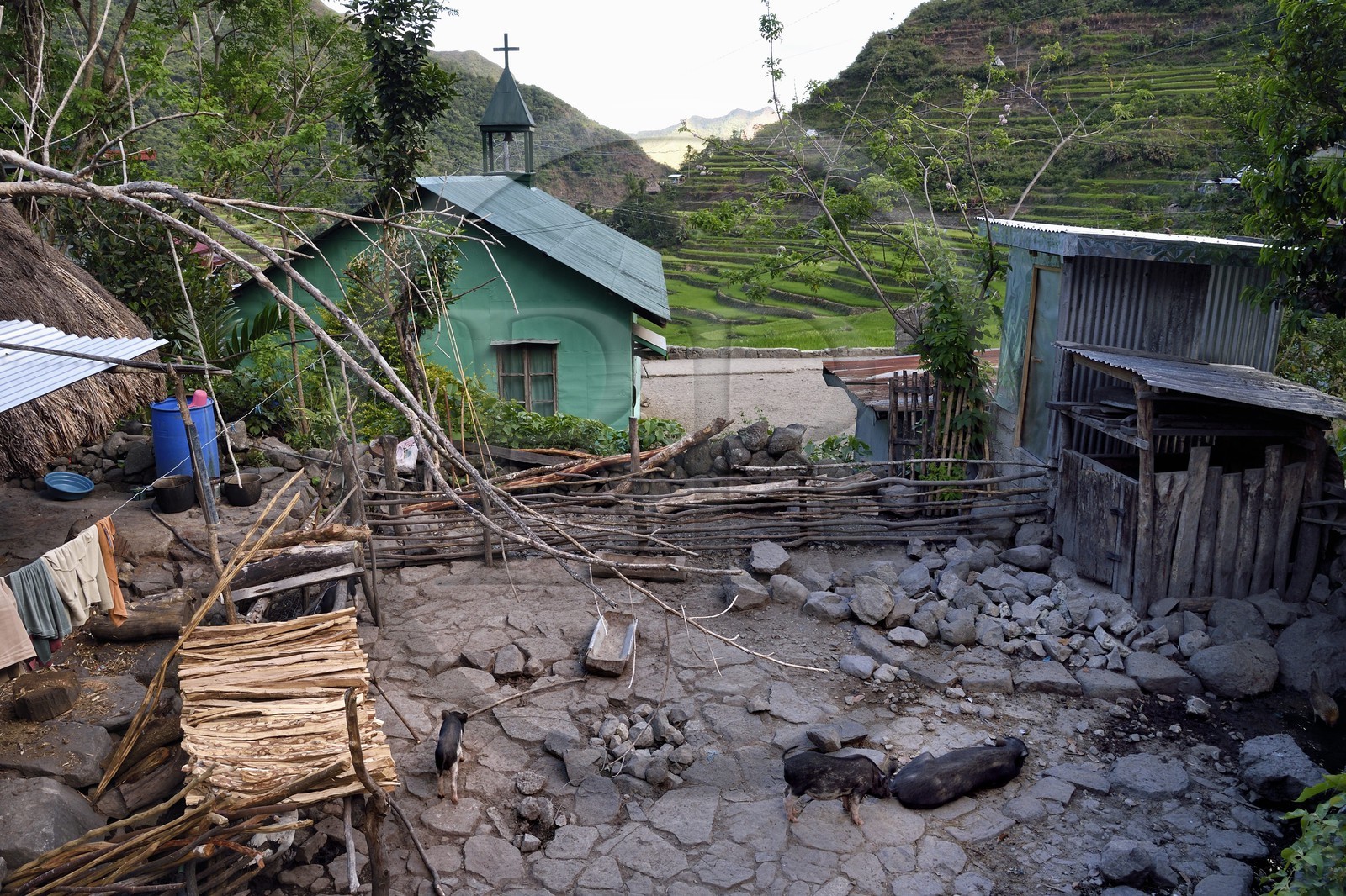 Philippines, province d'Ifugao, village de Batad, cochons à l'arrière de l'église
