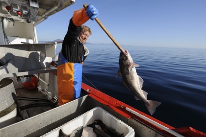 Norvège, Nordland, Îles Lofoten, pêche à la ligne professionnelle