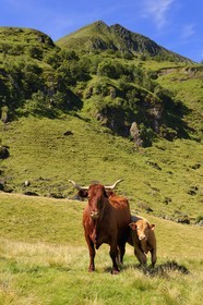 France, Cantal (15), monts du Cantal, Parc Naturel Régional des Volcans d' Auvergne, vache de race salers au pied du Puy-Mary
