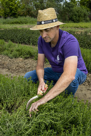 France (30), Gard, Bellegarde, ferme de plantes aromatiques Un Mas en Provence, son créateur Gaël Briez coupe à la serpette de la sariette des montagnes