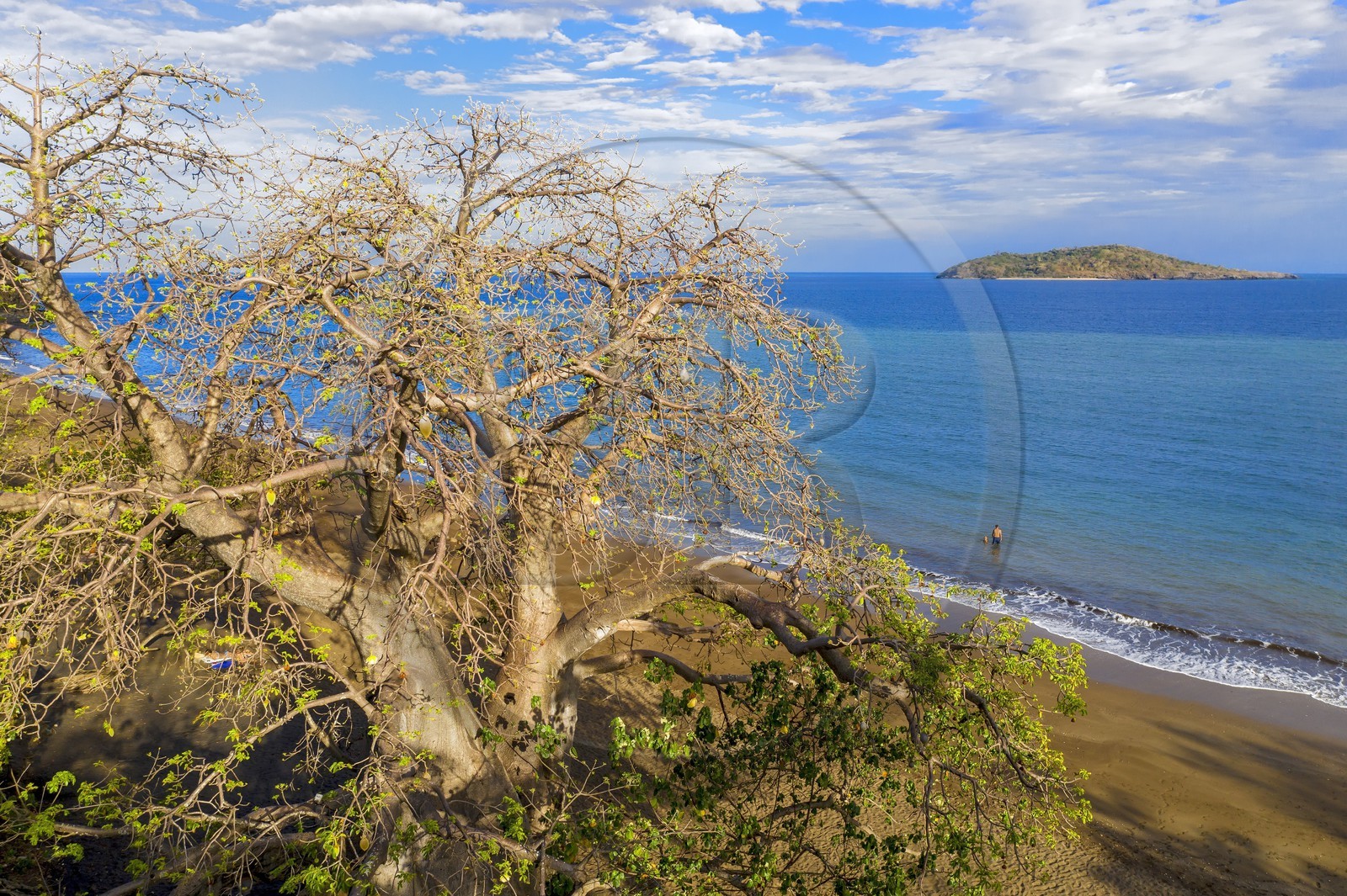 France, Ile de Mayotte, Grande-Terre, Nyambadao, baobab en bordure de la plage de Sakouli et ilot de Bandrélé en arrière plan (vue aérienne)