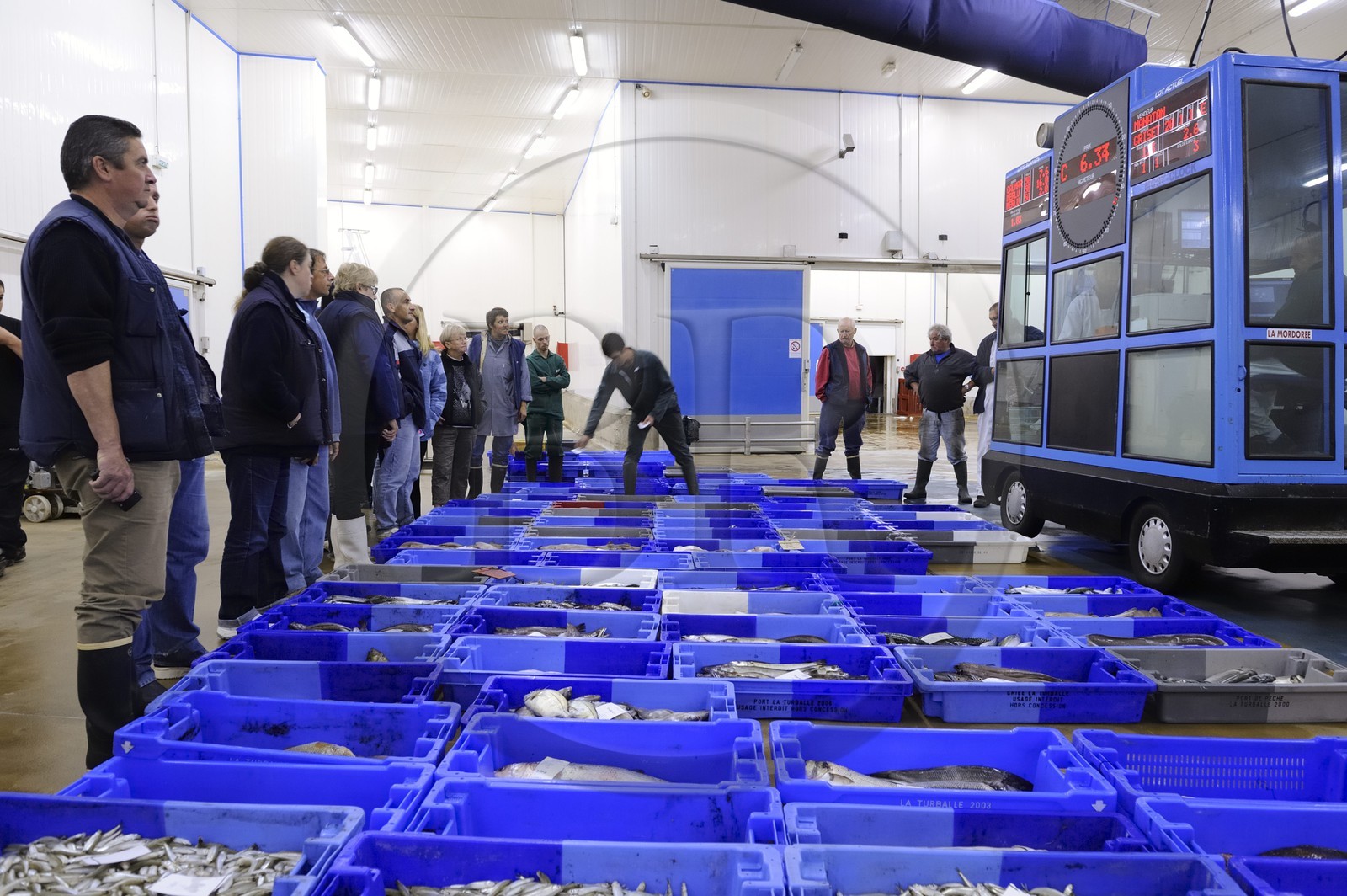 France, Loire-Atlantique (44),  port de La Turballe, la criée
