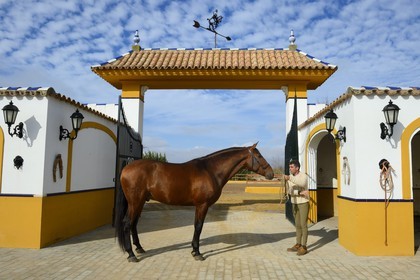 Espagne, Andalousie, province de Séville, Utrera, le haras Ayala (Yeguada Ayala), Pure race espagnole ou PRE (Pura Raza Espanola)
