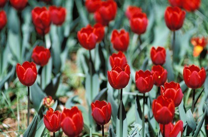 France, des tulipes rouges