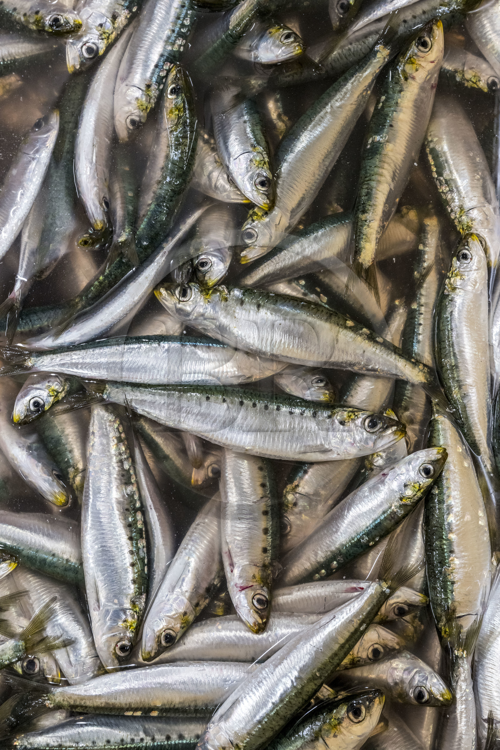 France, Vendée (85), Saint-Gilles-Croix-de-Vie, la criée, sardines fraichement pechées