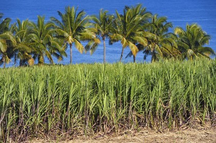 France, Ile de la Reunion, côte sud, Petite-Ile, champ de canne à sucre