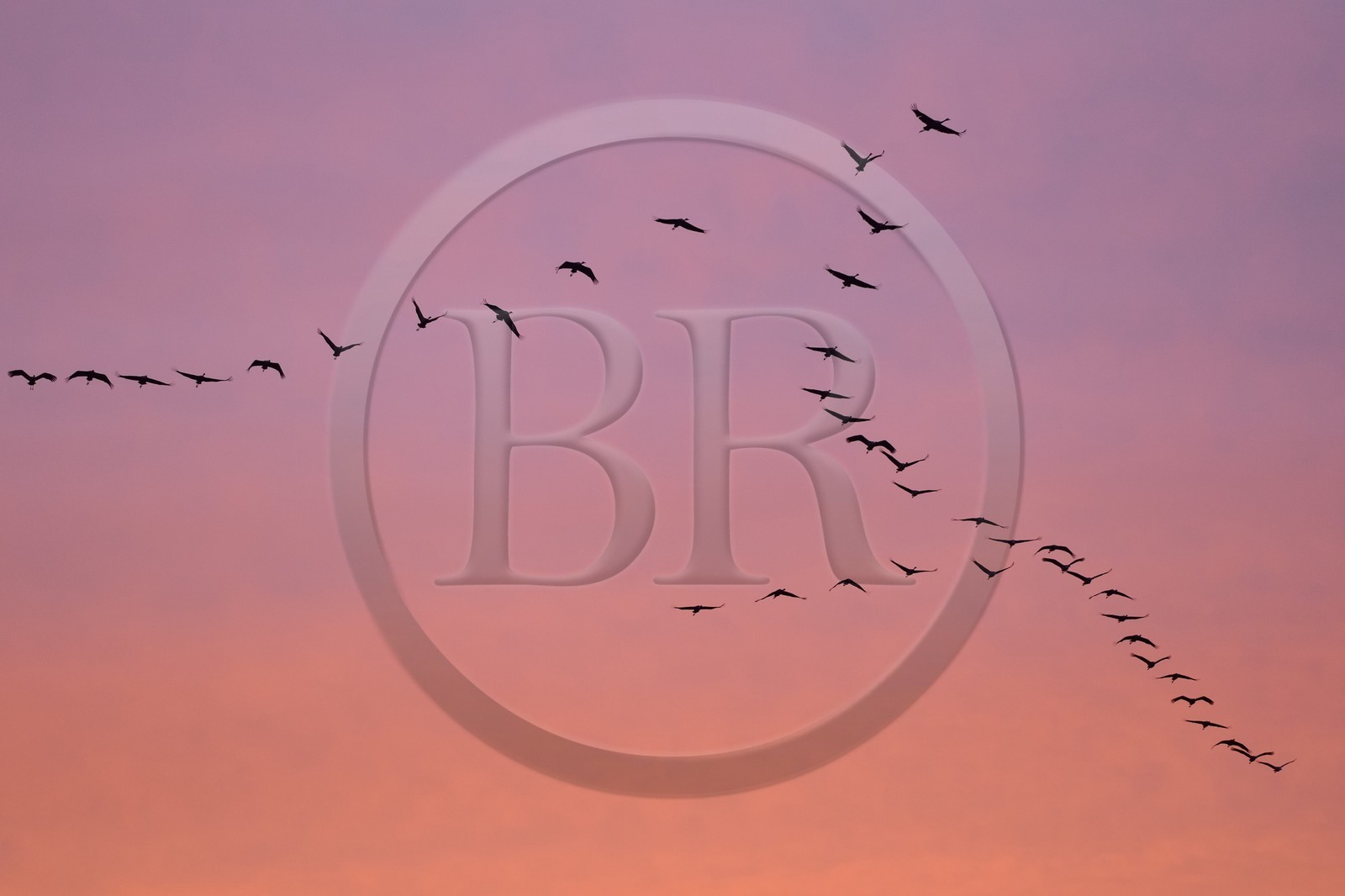 France, Indre (36), le Berry, parc naturel régional de la Brenne, Rosnay, étang de la Mer Rouge, grue cendrée (grus grus), vol au coucher de soleil