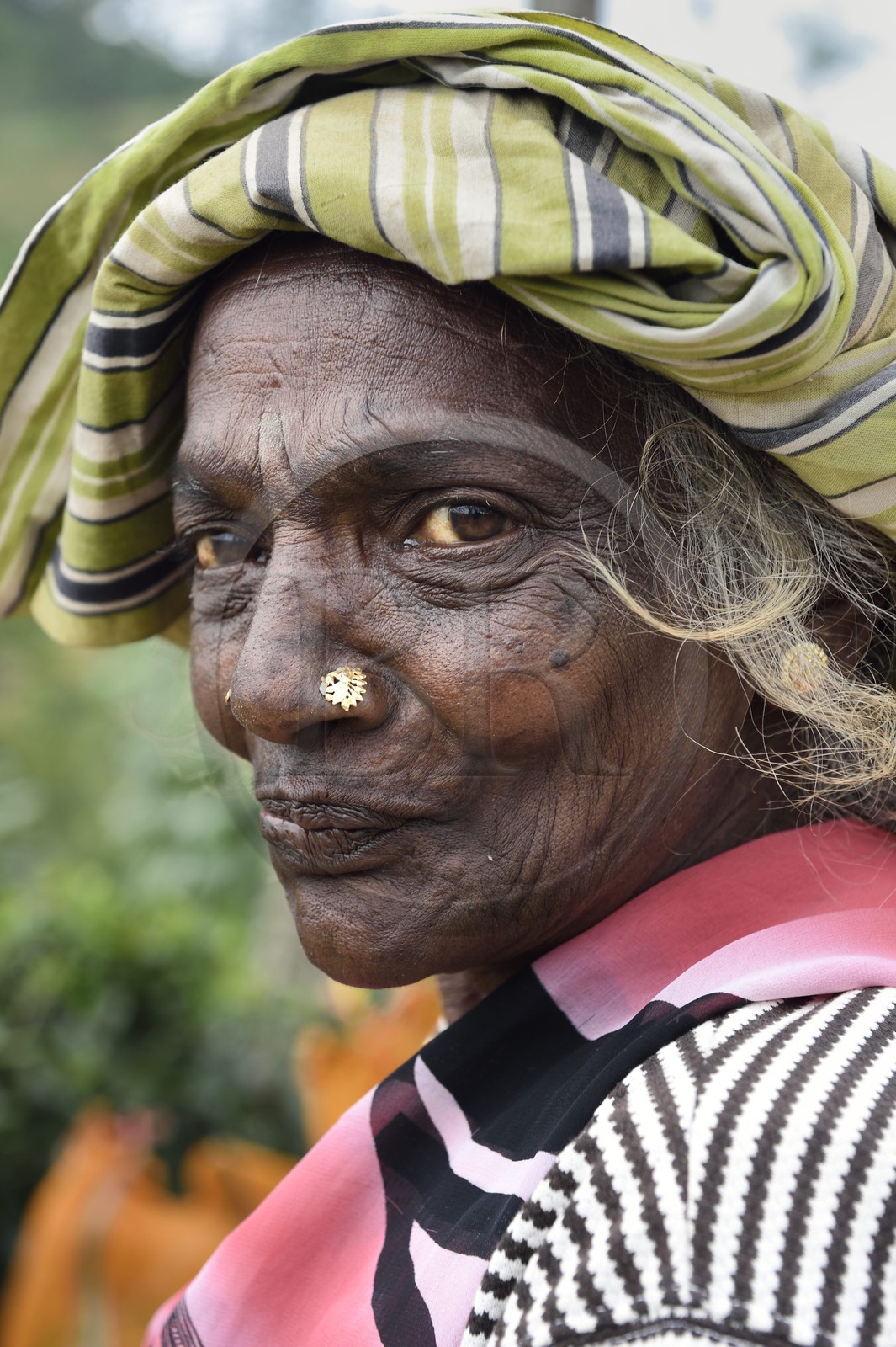 Sri Lanka, province du centre, Dalhousie, femme tamoul travaillant à la cueillette des feuilles dans une plantation de thé
