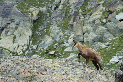 France, Alpes-Maritimes (06), parc national du Mercantour, Vallée des Merveilles vers le Pas de l'Arpette, chamois mâle adulte