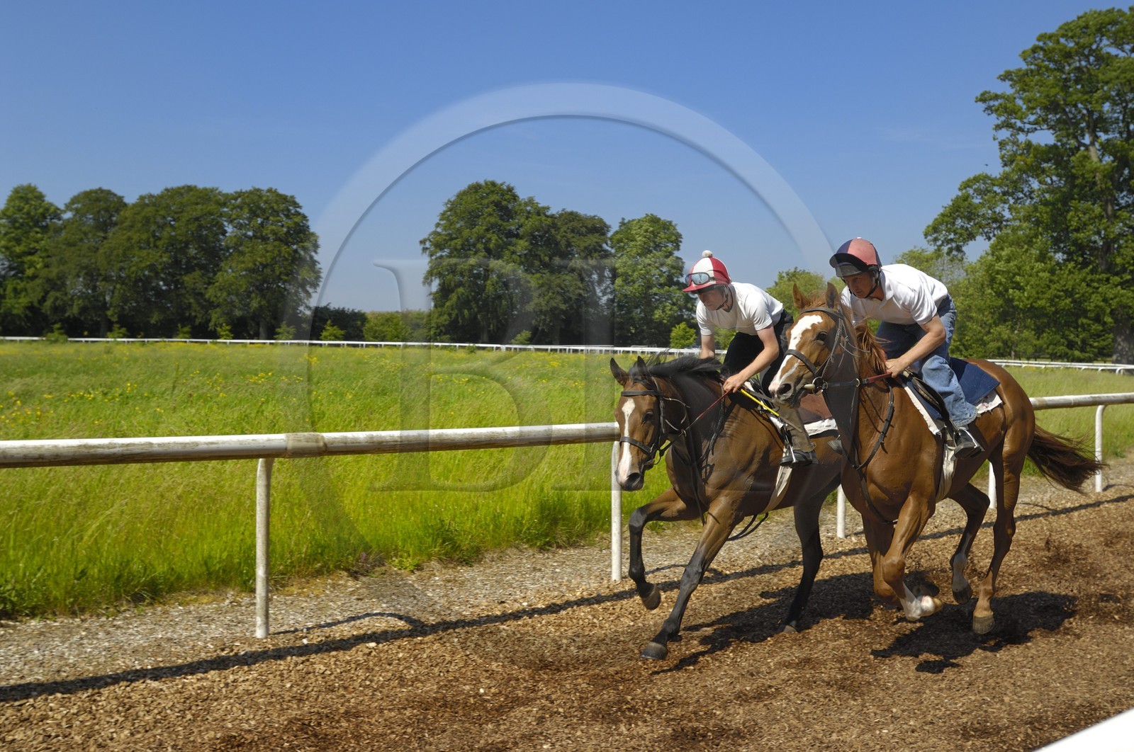 Irlande, Co. Kildare, Maynooth, harras de Moyglare (Stud), entrainement des chevaux