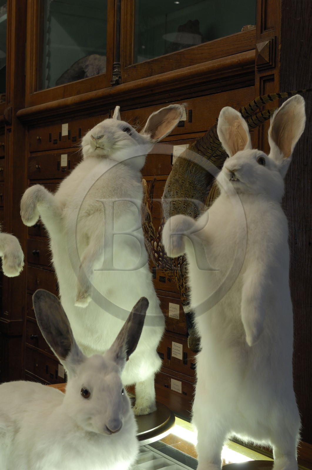 France, Paris (75), le taxidermiste Deyrolle rue du bac