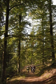 France, Vosges (88), Le Valtin, randonnée dans la vallée du Valtin dans la haute-vallée de la Meurthe sur le circuit des Roches, traversée de la foret de hetres et de sapin blancs