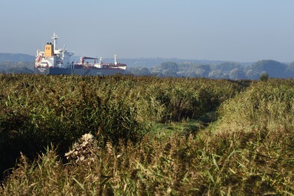 France, Seine-Maritime (76), Réserve Naturelle de l'estuaire de la Seine, cargo descendant la Seine depuis Rouen, la roselière en premier plan